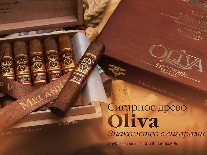 Сигарное древо Oliva